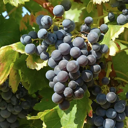 Maison Syrah Сasa de vacaciones *